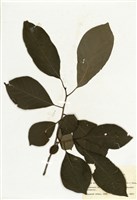 藏品(美國紫樹)的圖片